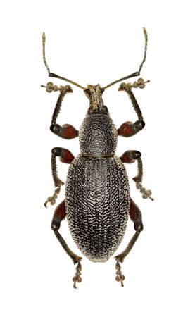 Weevil Otiorhynchus on white Background  -  Otiorhynchus cardiniger (Host, 1789)の写真素材