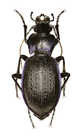 Rough Violet Ground bug on white Background - Carabus problematicus (Herbst, 1786)の写真素材