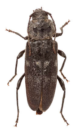 European House Borer on white Background  -  Hylotrupes bajulus ( Linnaeus, 1758)の写真素材