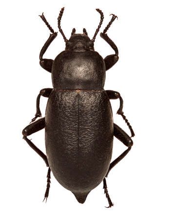Churchyard Beetle on white Background  -  Blaps mortisaga (Linnaeus, 1758)の写真素材