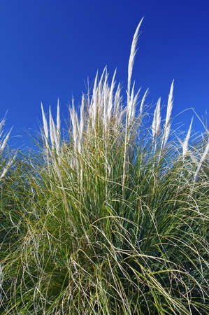 Grass, texture and skyの写真素材