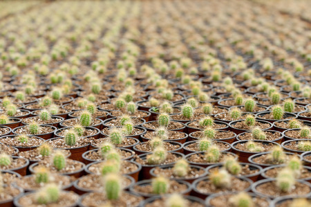 Sea of cactus. Top view of large group of potted cactusの写真素材