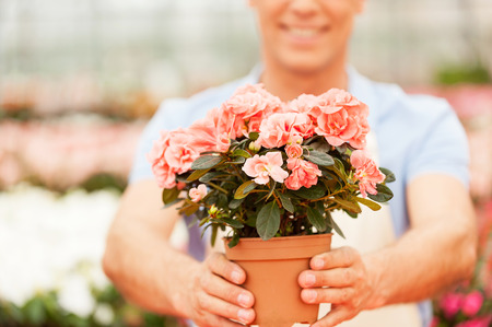 Cropped image of man in apron stretching out a potted plant and smiling while standing in a greenhouse の写真素材