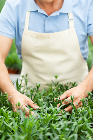  Cropped image of man in apron taking care of plants while standing in greenhouseの写真素材