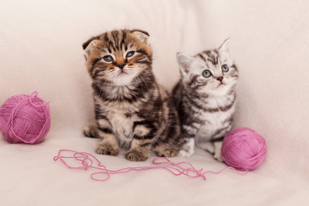 Playful and curious. Two curious Scottish fold kitten sitting close to each other and near the tangled woolの写真素材