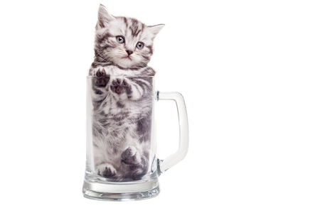 Finding a nice place. Cute Scottish fold kitten sitting inside of beer mug and looking awayの写真素材