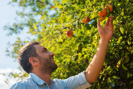 Choosing the best apples. Happy young man stretching out hand to apple and smiling while standing in the gardenの写真素材