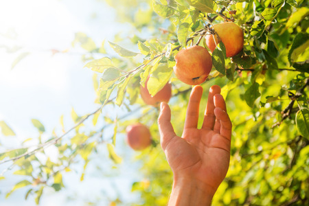 The most juicy and ripe. Close-up of man stretching out hand to apple while standing in the gardenの写真素材