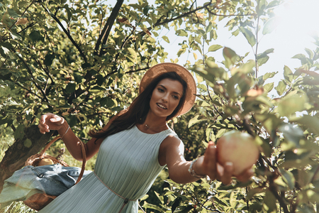 Fresh apples. Attractive young woman picking apples and smiling while standing in gardenの写真素材