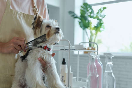 Close-up of woman combing little dog at the grooming salonの写真素材