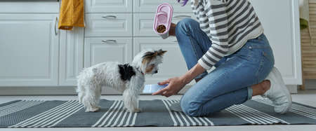 Close-up of woman giving some food to her little dog at the kitchenの写真素材