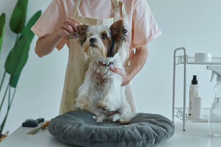 Close-up of woman combing cute little dog at the grooming salonの写真素材