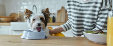 Close-up of woman feeding her cute dog while sitting at the kitchen islandの写真素材