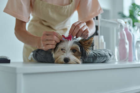 Close-up of woman putting a bow on little dog at the grooming salonの写真素材