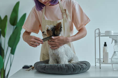 Close-up of young woman combing little dog at the grooming salonの写真素材
