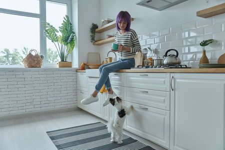 Cheerful young woman looking at her cute little dog while sitting on the kitchen counterの写真素材