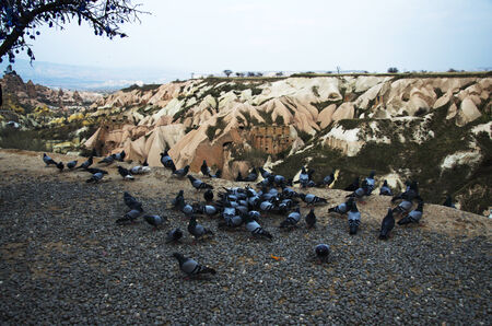 The Pigeon Valley in Capadocciaの写真素材