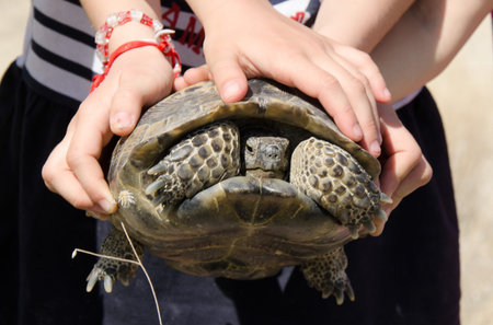 A turtle in Kappadokkyaの写真素材