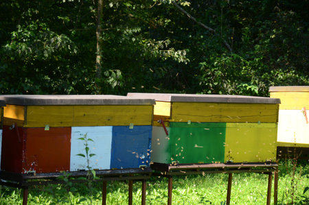 Beehive