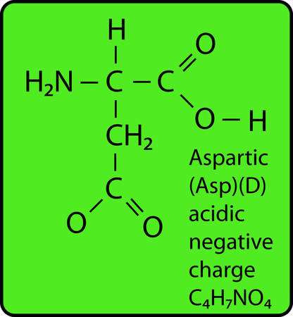 Aspartic skeletal diagramのイラスト素材