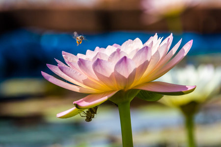 Almost lotus bloom on the day and bud on the night