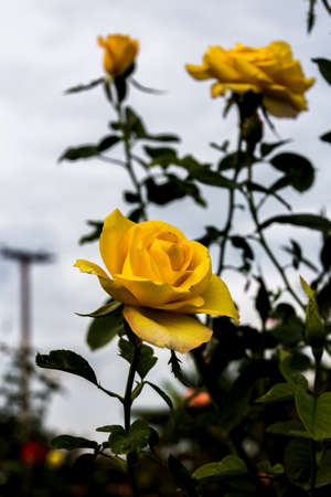 Many lover use rose to present the loveの写真素材