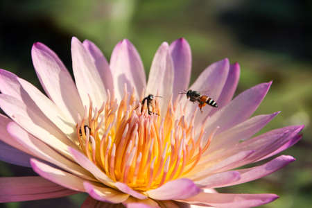 Almost lotus bloom on the day and bud on the nightの写真素材