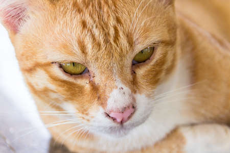 Cats are  always sleep in the dayの写真素材