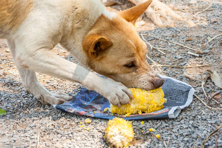 Dog can eat some fruit(corn).の写真素材