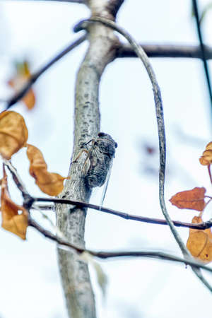 Cicada always sing in the morning and evening.の写真素材