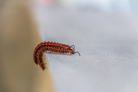 The millipedes breed when humid weather in summer