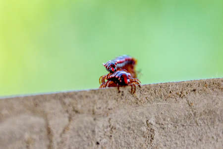 The millipedes breed when humid weather in summerの写真素材