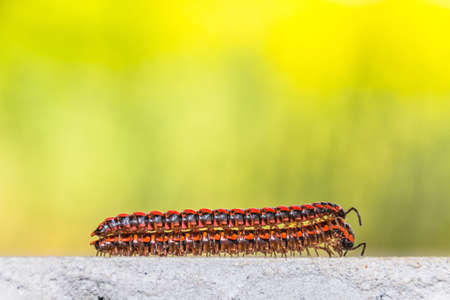 The millipedes breed when humid weather in summerの写真素材