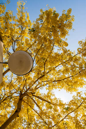 There are many  golden shower tree planted on the side road in Thailandの写真素材