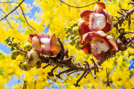 Many cannonball tree planted in Buddhist temple.の写真素材