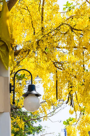 There are many  golden shower tree planted on the side road in Thailandの写真素材
