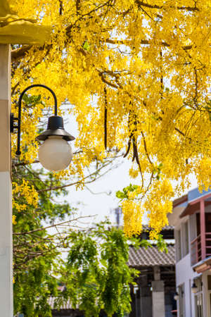 There are many  golden shower tree planted on the side road in Thailandの写真素材