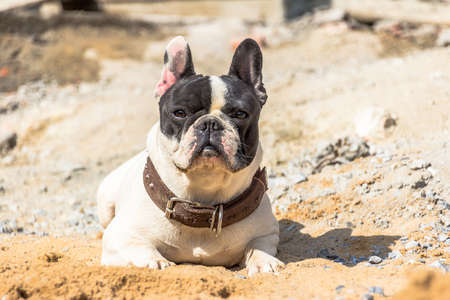 Dogs always lay down while they wait the owner.の写真素材