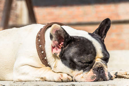 Dogs always lay down while they wait the owner.の写真素材
