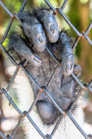 Douc Langurs are social animals, living in groups of 10-15 animals