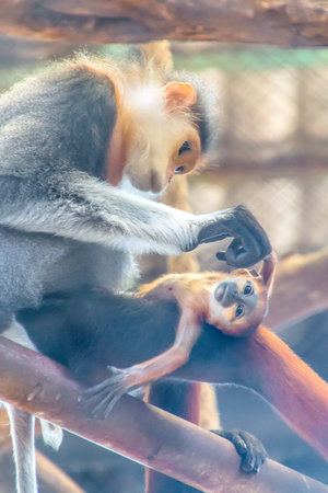 Douc Langurs are social animals, living in groups of 10-15 animals