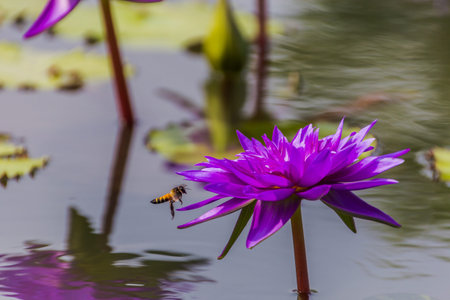 Almost lotus bloom on the day and bud on the night