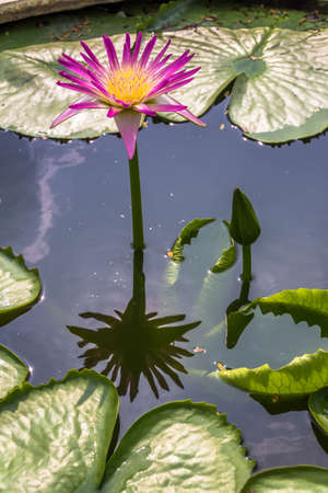 Almost lotus bloom on the day and bud on the nightの写真素材
