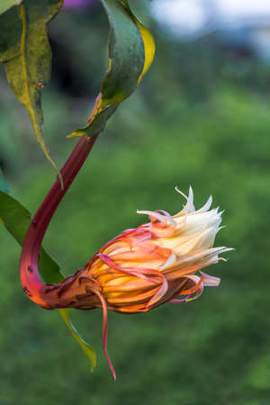 The orchid cactus(cereus)  called Queen flower of the night.の写真素材