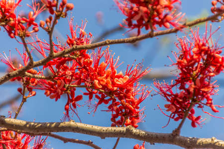 In Thailand the red Pterocarpus indicus flowers bloom in summerの写真素材