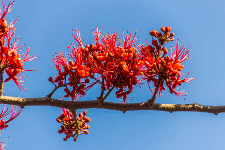 In Thailand the red Pterocarpus indicus flowers bloom in summerの写真素材