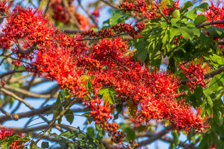 In Thailand the red Pterocarpus indicus flowers bloom in summer