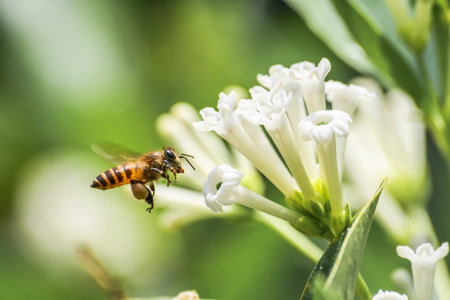 Worker bee try to find food from Day Cestrum flowers.