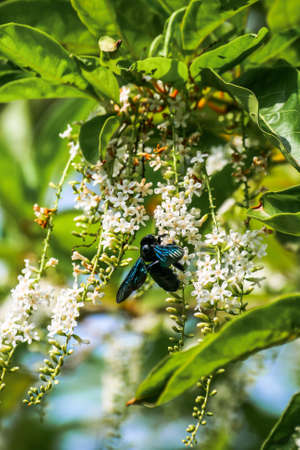Carpenter Bee try to find food from Chinese Rose  flowers.の写真素材