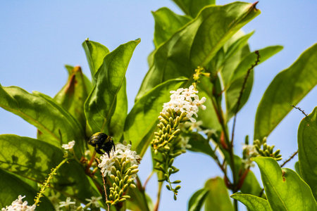 Carpenter Bee try to find food from Chinese Rose  flowers.の写真素材